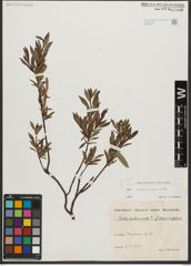 Foto von Salix waldsteiniana Willd.